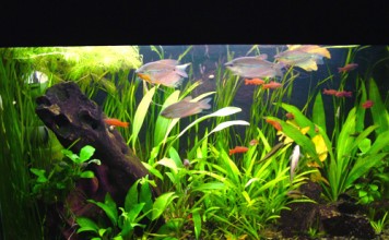 аквариум_akvarium