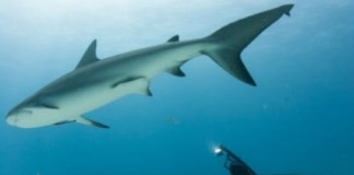 Клетка для акул из кабриолета Volkswagen Beetle