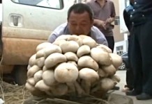15-килограммовый гриб