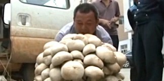 15-килограммовый гриб