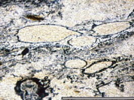 останки примитивной жизни