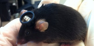 ложные воспоминания