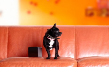 PetCube приложение позволяет играть с питомцем всем членам семьи и в любое время petcube