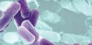 белок возрастом 4 млрд. лет