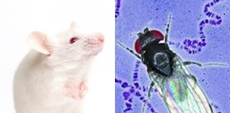 карта нейронов мыши и дрозофилы