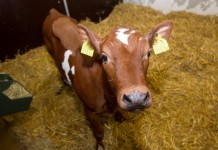 трансгенный теленок Юуни