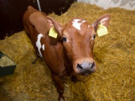 трансгенный теленок Юуни