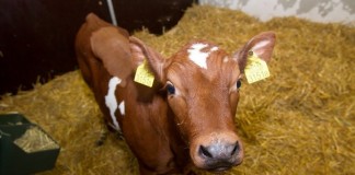трансгенный теленок Юуни