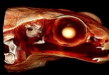 Сейшельская лягушка Гардинера