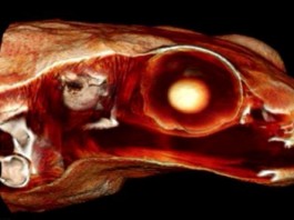 Ученые обнаружили лягушку, которая может слышать ртом Сейшельская лягушка Гардинера