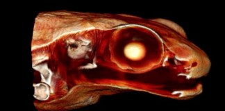 Сейшельская лягушка Гардинера