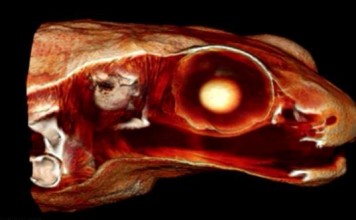 Сейшельская лягушка Гардинера