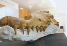 Останки древнего кита