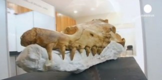 Останки древнего кита