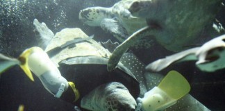 Черепаха-инвалид