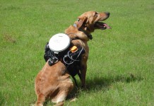 система управления собакой