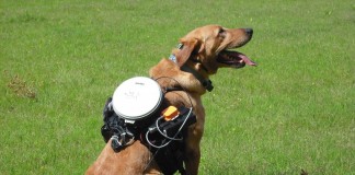 система управления собакой