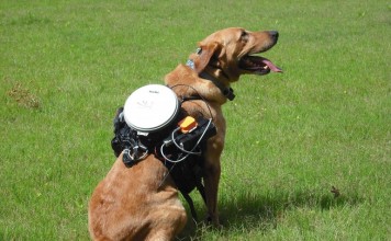 Ученые создали «пульт дистанционного управления» собакой система управления собакой