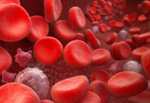 Ученые изобрели искусственную кровь из воды, соли и морских червей Искусственная кровь