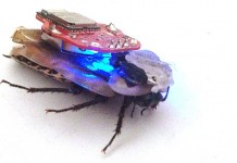радиоуправляемый таракан