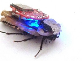 Тараканами можно будет управлять при помощи смартфона радиоуправляемый таракан