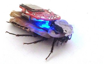 радиоуправляемый таракан