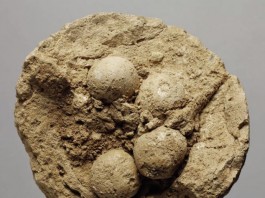 Ученые нашли прародительницу современной флэшки возрастом около 5500 лет шар из глины