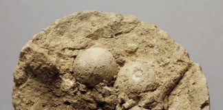 шар из глины