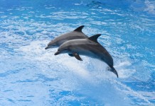 Дельфины