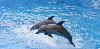 Дельфины