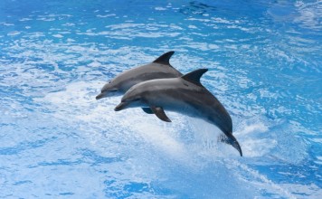 Дельфины