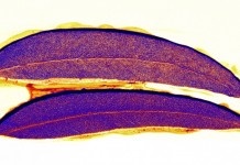 золотая руда