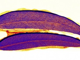 В Австралии ученые нашли деревья с «золотыми» листьями золотая руда