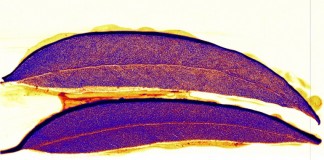 золотая руда