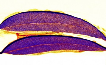 В Австралии ученые нашли деревья с «золотыми» листьями золотая руда