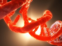 синтетическая форма жизни