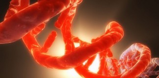 синтетическая форма жизни