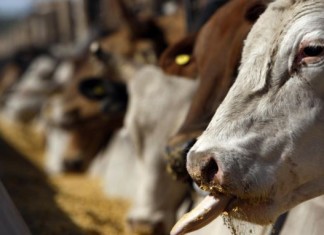 Автомобили будущего будут заправлять «выхлопными газами» крупного рогатого скота Метан