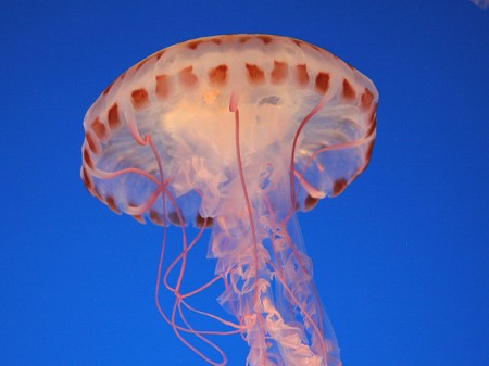медуза-робот