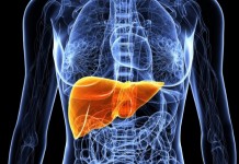 Напечатанная на 3D-принтере печень способна нормально функционировать в течение 40 дней печень