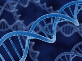 Причина возникновения ВИЧ лежит в нашем общем с неандертальцами вирусе вирус