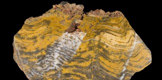 Бактериальная экосистема