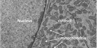 Ученые против старения