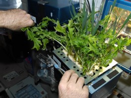 овощи на Луне