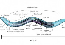 Ученые смоделировали простейшие и оно живет Нематода