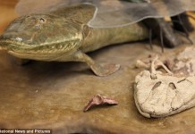 Tiktaalik roseae – ископаемое которое могло ходить 375 млн лет назад Tiktaalik roseae
