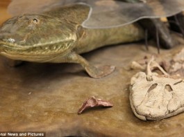 Tiktaalik roseae