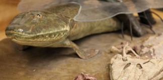 Tiktaalik roseae