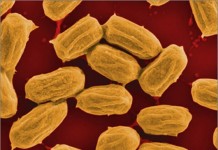 Сенная палочка. Энергия.