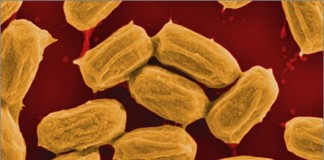 Сенная палочка. Энергия.